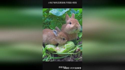 给兔子吃瓜,兔子也爱吃瓜，瓜果飘香乐无边