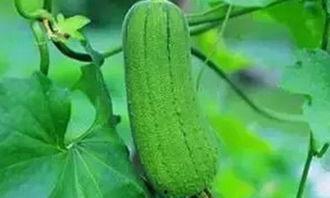 吃五瓜的好处,健康生活新篇章