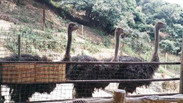 侯哥吃瓜,揭秘娱乐圈幕后故事