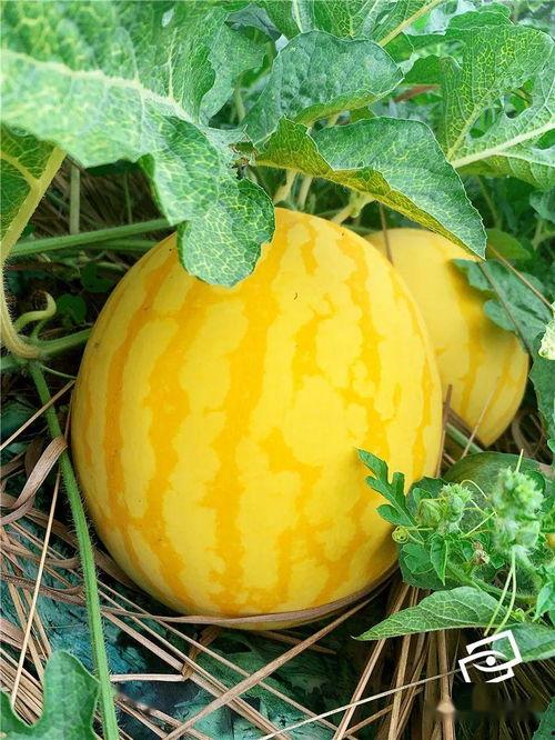 有金吃瓜,揭秘娱乐圈的幕后故事