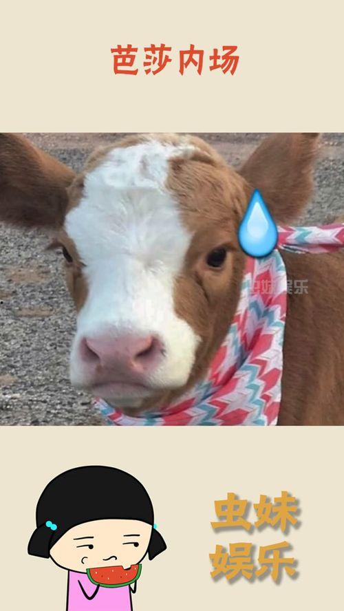 抖音吃瓜组,揭秘网络热点背后的真相与笑料