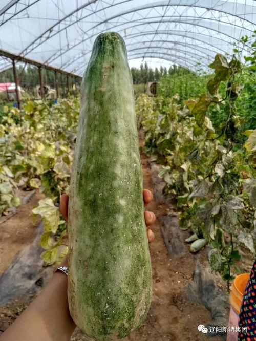 带你吃瓜淄博,带你吃遍“带你吃瓜”特色小吃