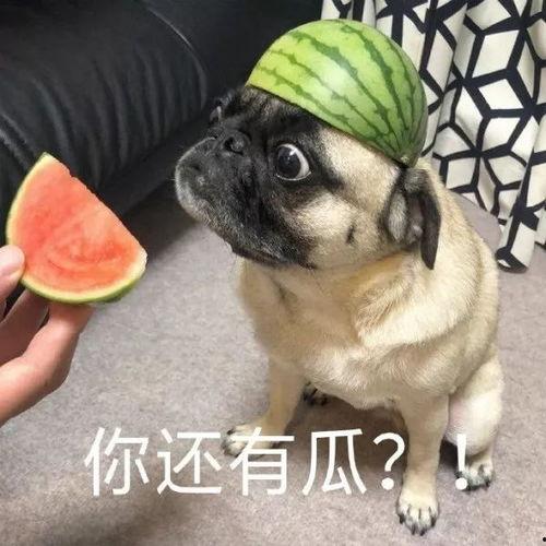 吃瓜沙雕网友,揭秘网络世界的欢乐与疯狂