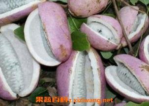 吃货小伟吃八月瓜,吃货小伟的味蕾探险记