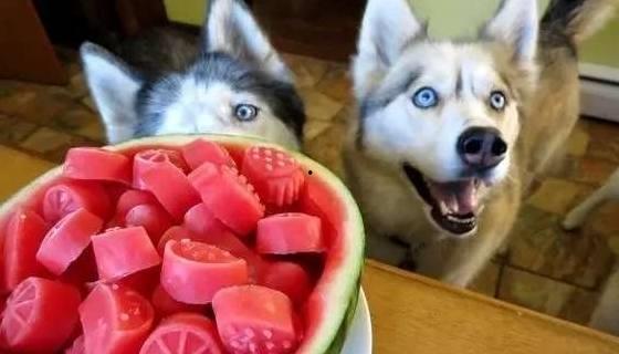 什么瓜不能给狗狗吃,哪些“美味”瓜果狗狗不宜食用