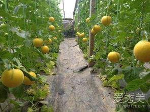 吃伊丽莎白瓜视频